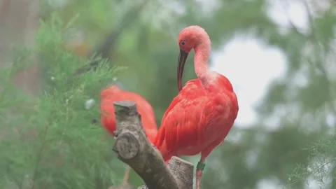 Scarlet ibis perching and preening on a branch Stock Footage 293779008