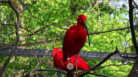 Scarlet ibis perching on branch in aviary 動画素材 332716909