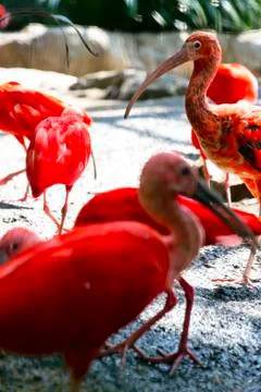 Scarlet ibis Stock Photos