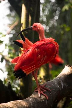 Scarlet ibis Stock Photos
