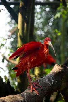 Scarlet ibis Stock Photos