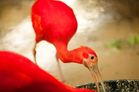 Scarlet Ibis Foto stock