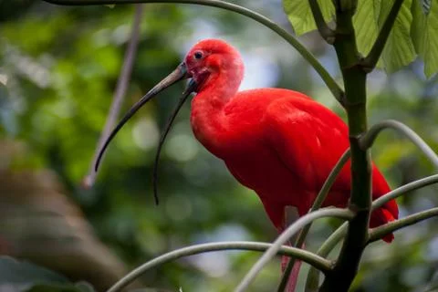 Scarlet Ibis Stock Photos