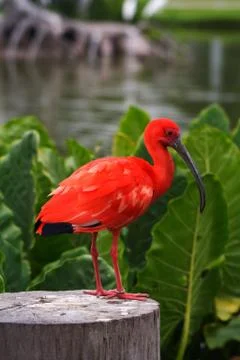 Scarlet Ibis Stock Photos