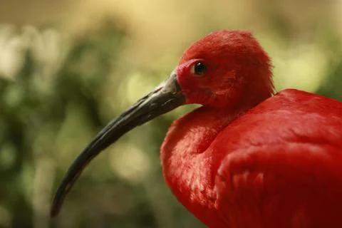 Scarlet Ibis Stock Photos