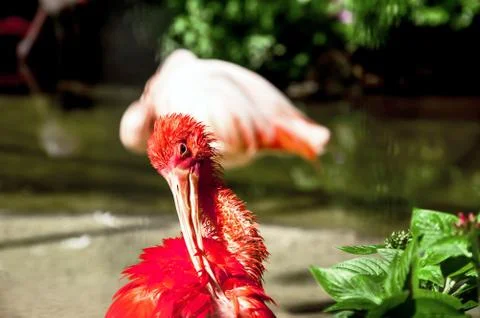 Scarlet ibis Stock Photos