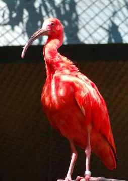 Scarlet Ibis Stock Photos
