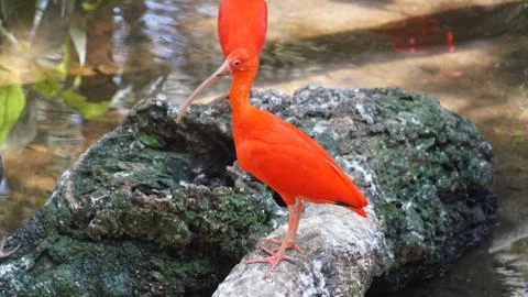 Scarlet Ibis Stock Photos
