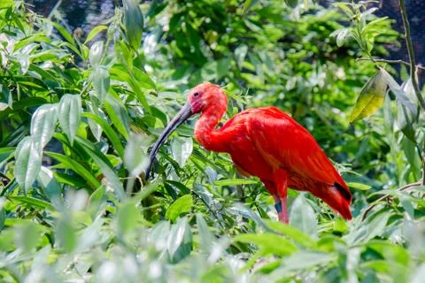 A Scarlet Ibis Stock Photos