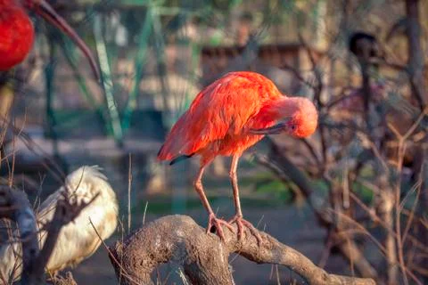 Scarlet Ibis Stock Photos