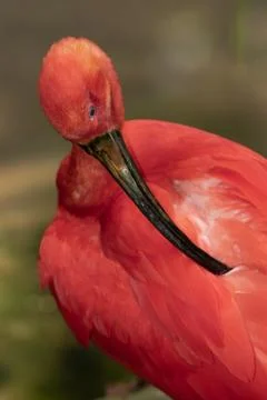 Scarlet Ibis Stock Photos