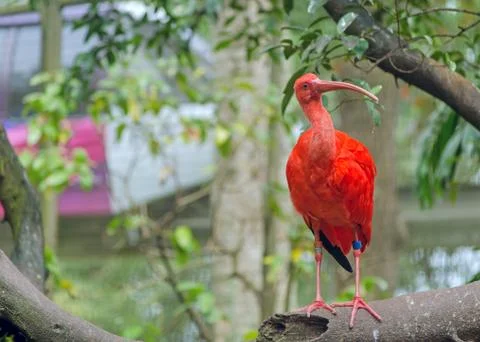 Scarlet ibis Stock Photos