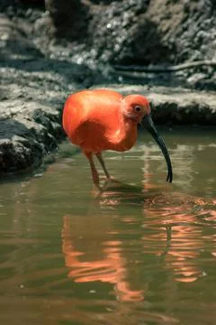 Scarlet ibis Stock Photos