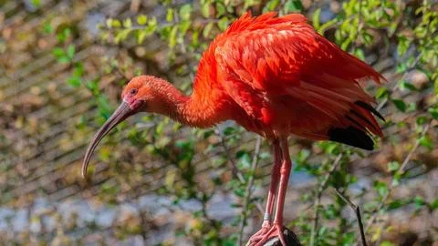 Scarlet Ibis Stock Photos
