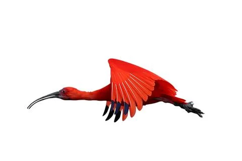 Scarlet Ibis 스톡 사진