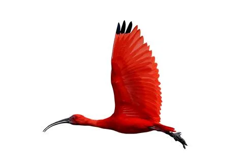Scarlet Ibis Fotos de archivo