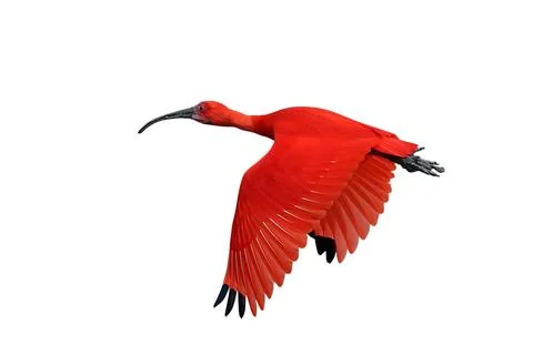 Scarlet Ibis Фото