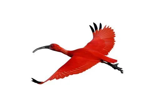 Scarlet Ibis Фото