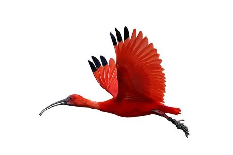 Scarlet Ibis Фото