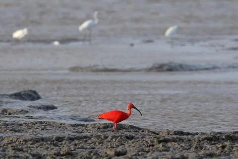 Scarlet Ibis Stockfoto's