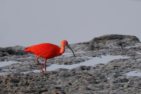 Scarlet Ibis Stockfoto's