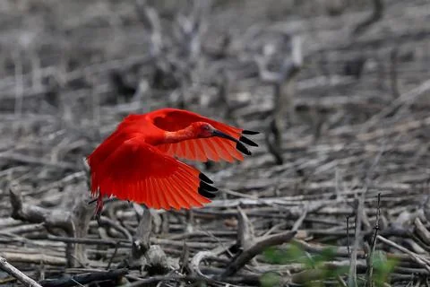 Scarlet Ibis 写真素材