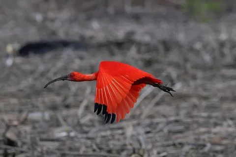 Scarlet Ibis Stock Photos