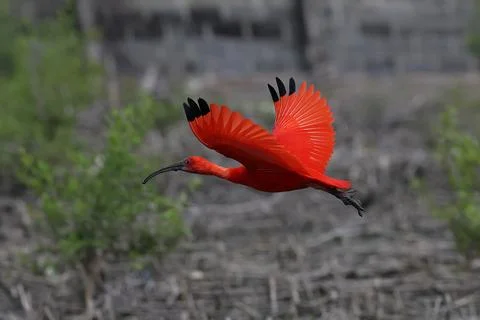 Scarlet Ibis Photos
