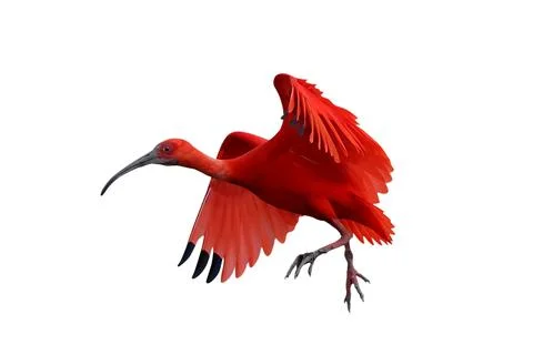 Scarlet Ibis Stock Photos