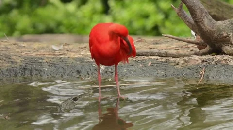 Scarlet Ibis preening Video stock 64825439