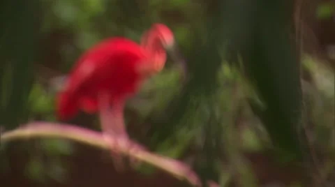 Scarlet ibis - rack focus Video stock 8506524