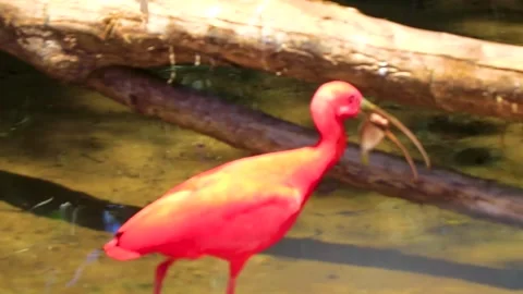 Scarlet Ibis red bird catched a fish in tropical nature Brazil. Vídeos de archivo 339761874