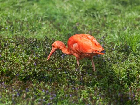 Scarlet ibis sometimes called red ibis or Eudocimus ruber is searching for .. Stock Photos