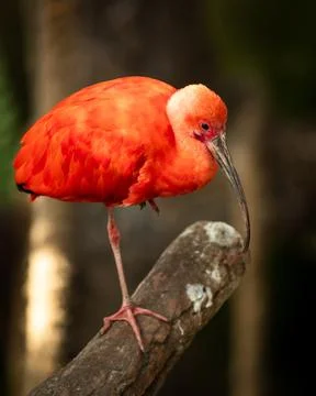 The scarlet ibis, sometimes called red ibis, is a species of ibis in the bi.. Foto stock