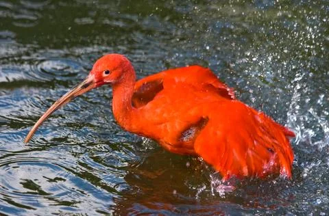 Scarlet ibis taking a bath Stock Photos