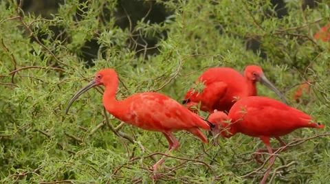 Scarlet Ibis in tree Stock Footage 64825396