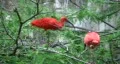 scarlet ibis in tree HD HD Footage