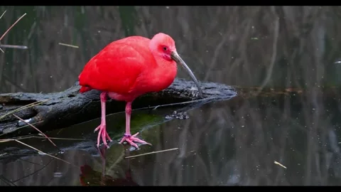 Scarlet ibis Wading 001 Stock Footage 331940177