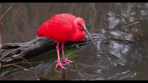 Scarlet ibis Wading 002a Stock Footage 331940154