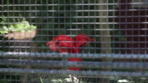 Scarlet Ibis in Zoo Stock Footage 59906989