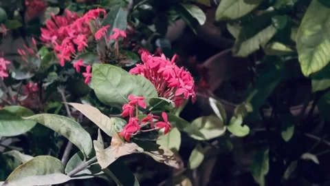 Scarlet jungleflame close up Stock Footage 234052286
