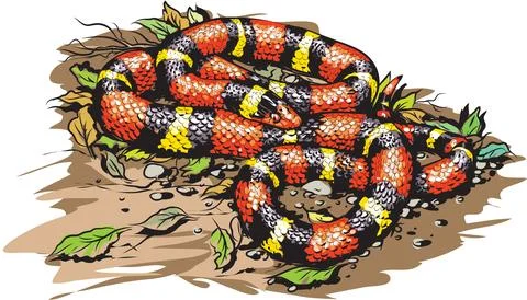 Scarlet Kingsnake Stock Illustration