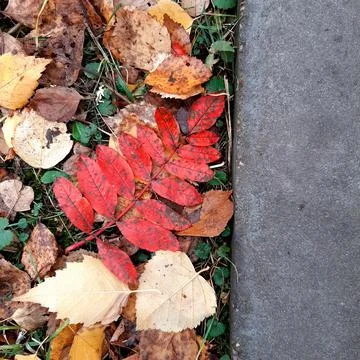 Scarlet leaf Stock Photos