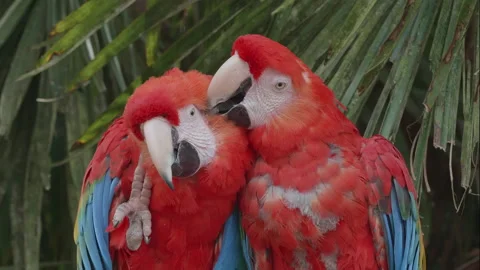Scarlet Macaw 05. Affectionate pair of scarlet macaws. 4K Locked Tripod Shot. Stock Footage 139513634
