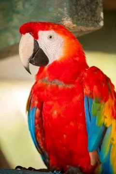 Scarlet macaw in Amazon Stock Photos