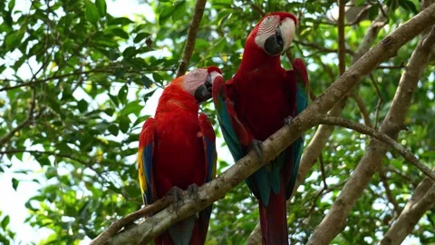 A Scarlet Macaw (Ara macao) and a Red-and-green Macaw (Ara chloropterus) perch 스톡 동영상 334275894