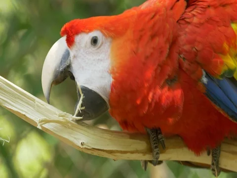 Scarlet macaw (Ara macao) chewing wood Video stock 80889564