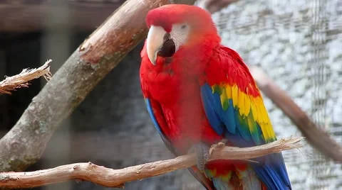 Scarlet Macaw - Ara Macao Stockbeeldmateriaal 64274687