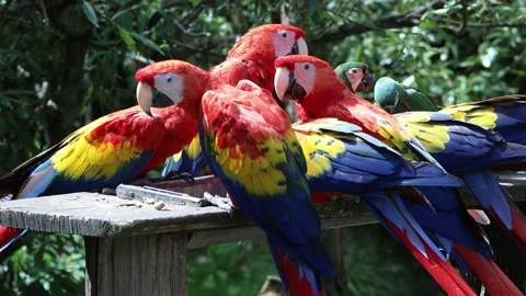 The scarlet macaw (Ara macao), group of Central and South American parrots. Stock Footage 236117397