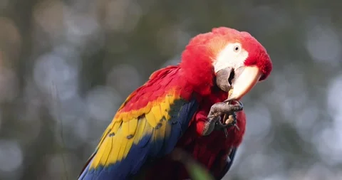 The scarlet macaw (Ara macao), a large red tropical parrot. Stock Footage 260549299